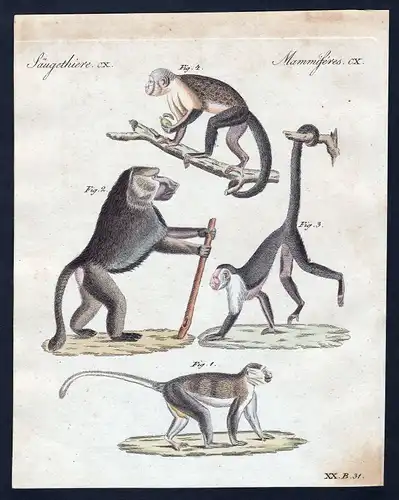 1800 Affen monkeys monkey Affe Säugetier Kupferstich Bertuch antique print