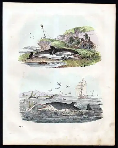 1858 Delphin Delfin Delfine oceanic dolphin dolphins Lithographie lithograph