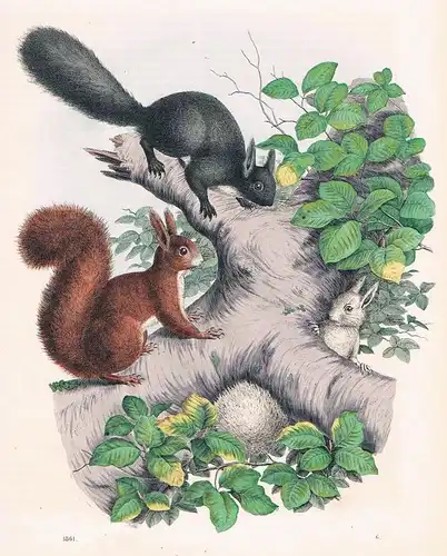 1861 - Eichhörnchen Eichkätzchen squirrle Nagetier Lithographie lithography