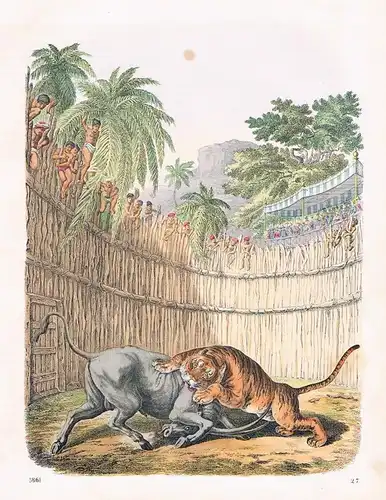 1861 Tiger Büffel buffle fight Kampf Indien India Asia Lithographie lithography