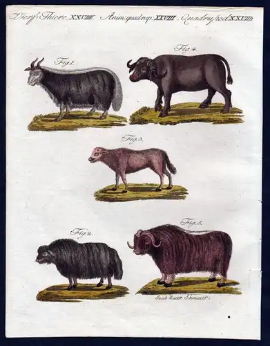 1806 - Moschusochse Ochse Büffel buffle bullock Kupferstich engraving Bertuch