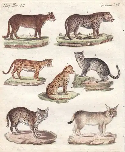 Jaguar jaguar Luchs lynx Gepard cheetah Katze cat Katzen cats Bertuch 1800