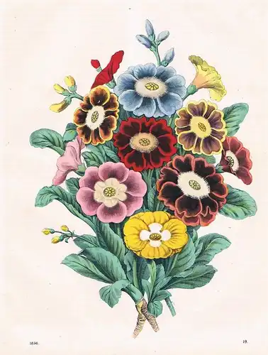 Aunkeln Hahnenfußgewächs Blumen flower plant Lithographie lithography