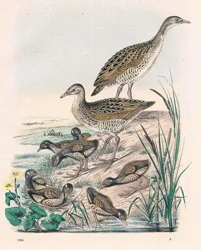 1861 - Wachtelkönig Wachteln Kücken Vögel Vogel birds Lithographie lithography