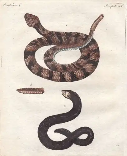 Klapperschlange rattlesnake Mural Schlange snake Schlangen snakes Bertuch 1800