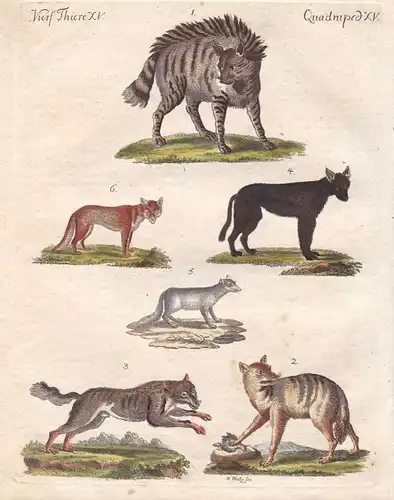 Hyäne hyena Fuchs fox Wolf wolf Schakal jackal Füchse foxes Bertuch 1800