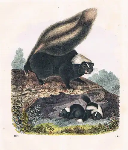 1856 - Stinktier Familie skunk Amerika America Lithographie lithography