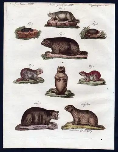 1806 - Murmeltier Maulwurf Ziesel marmot mole Kupferstich engraving Bertuch