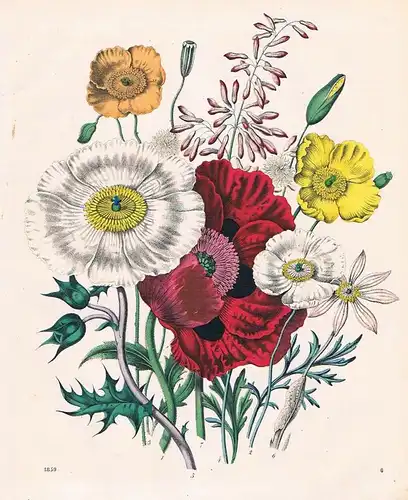 1859 - Mohn Klatschmohn poppy Blume flower Pflanze Lithographie lithograph