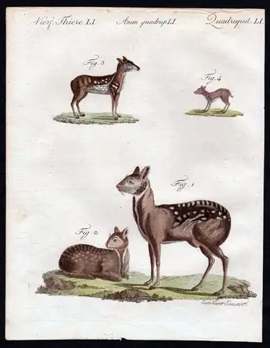 1806 - Moschushirsch Hirsch deer Bisamtier Kupferstich engraving Bertuch
