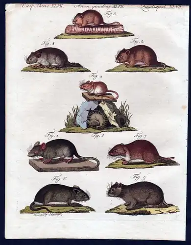 1806 - Maus Feldmaus Zwergmaus mouse Kupferstich engraving Bertuch