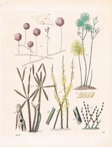 1859 - Schimmelpflanze Schimmel mold plant Lithographie lithograph