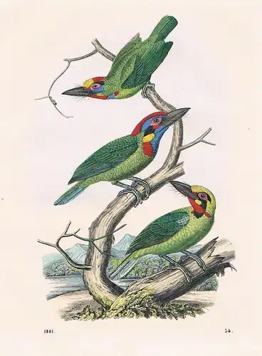 1861 - Bartvogel Specht Vögel Vogel bird birds Lithographie lithography