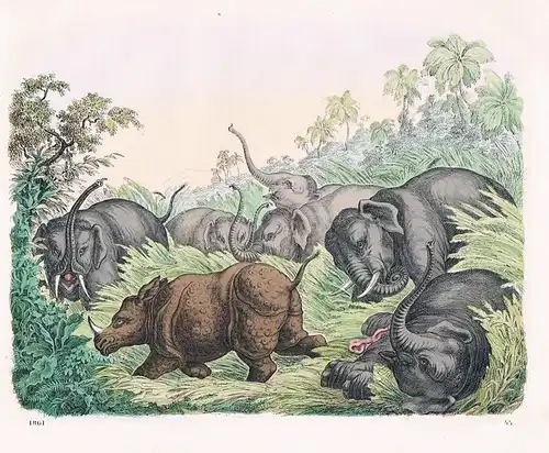 1861 - Elefant Elefanten elephant Nashorn Rhinozeros Lithographie lithography