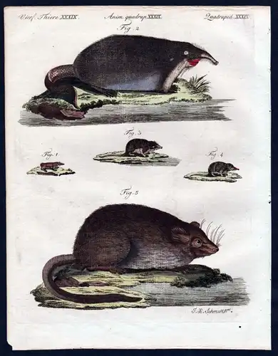 1806 - Bisamratte Ratte Spitzmaus Maus muskrat Kupferstich engraving Bertuch