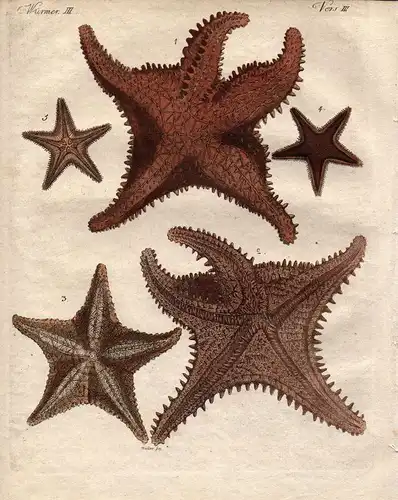 Meerstern Stern des Meeres starfish Kupferstich engraving Bertuch 1800