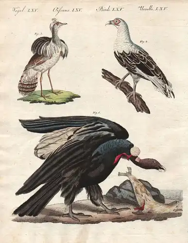 Geier vulture Kondor condor Südamerika Kragentrappe Vögel birds Bertuch 1800