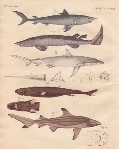 Koboldhai goblin Hai shark Haie sharks Fisch fish Fische fishes Bertuch 1800