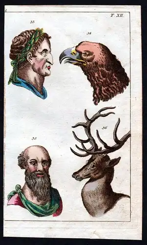 Ca. 1800 face animal human Gesicht Anatomie anatomy Medizin medicine Kupferstich