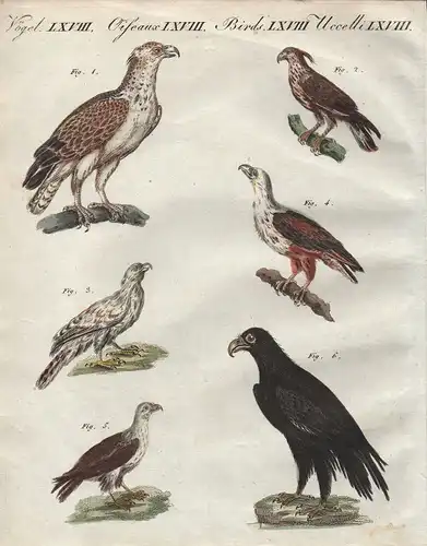 Adler eagle hawk Afrikanische Vögel Vogel African birds bird Bertuch 1800