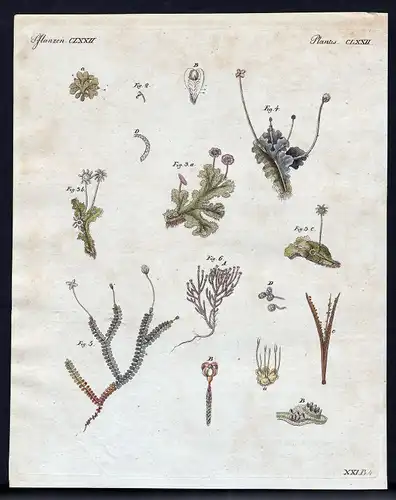 1800 Pflanzen plants Pflanze plant Kupferstich Bertuch antique print