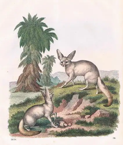1856 - Fennek Wüstenfuchs Fuchs fox Afrika Africa Lithographie lithography