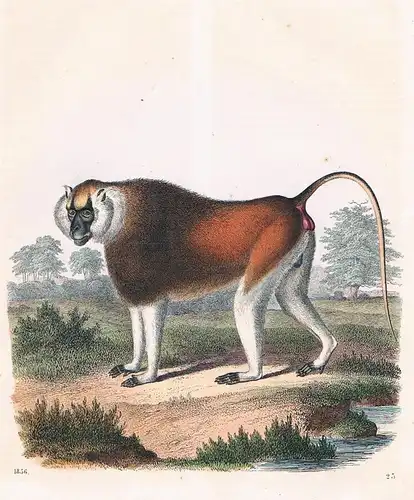 1856 - Affe Affen monkey Afrika Africa Lithographie lithography