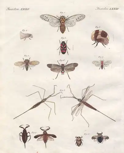 Cicada Zikade Wanze bug Wanzen bugs Insekten insect Insekt insects Bertuch 1800