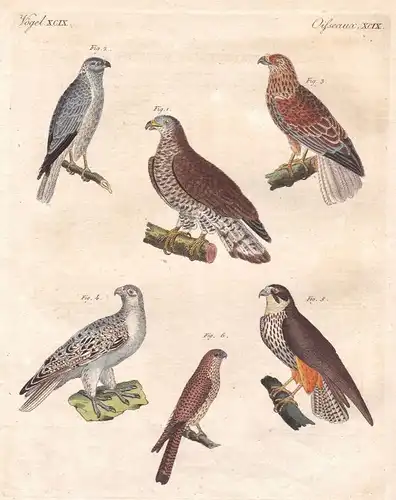 Falke falcon Falken hawk hawks Vogel birds Vögel bird Deutschland Bertuch 1800