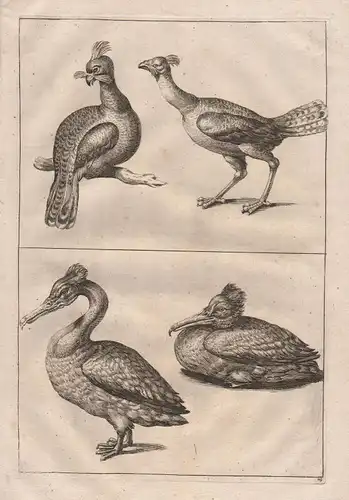Kormoran Vogel Vögel - cormorant bird birds etching Kupferstich antique print