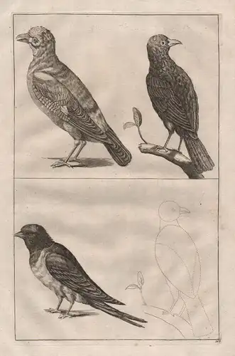 Vögel Vogel Wirbeltier - birds bird vertebrate etching Kupferstich antique print