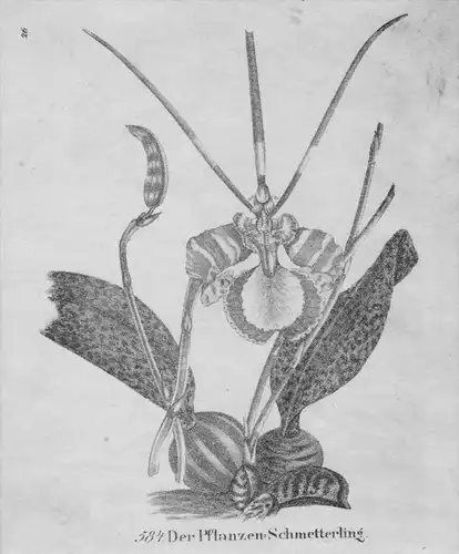 Schmetterling Pflanzenschmetterling Lithographie litho lithograph