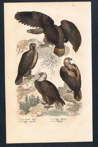 Adler Seeadler Vögel birds bird  engraving