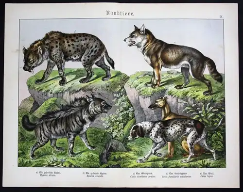 Wolf Windhund Hyäne hyenas Lithographie litho Schreiber