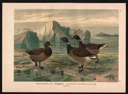 Ringelgans Gans Gänse Brant Goose goose geese Farblithographie Naumann
