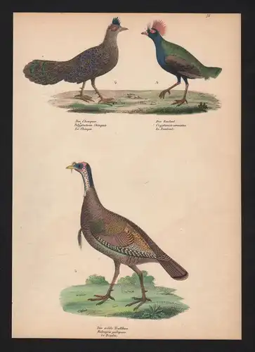 Truthahn turkey Straußwachtel roul-roul Vogel Vögel bird birds Lithographie