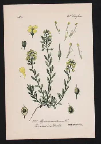Felsenkraut Schildkraut Kräuter Heilkräuter herbs herbal Lithographie