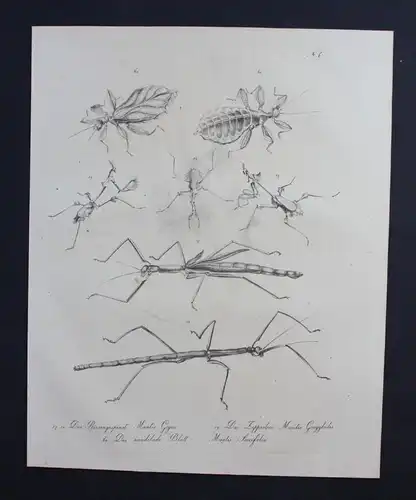 Riesengespenst locust animal Inkunabel Lithographie Brodtmann lithograph