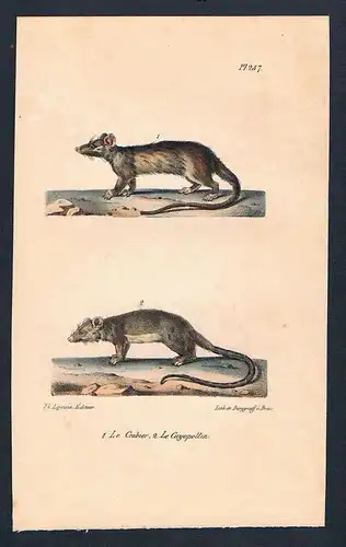 Ratte Ratten rat Crabier Cayopollin Original Lithographie lithography