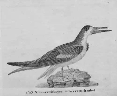 Scherenschnabel Regenpfeifer Vogel Lithographie litho lithograph