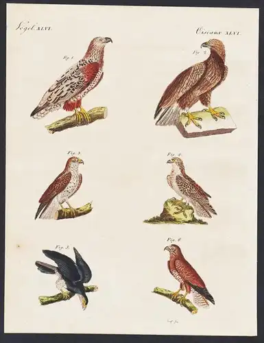 - Adler Geier birds of prey raptors eagle Buteo Vögel engraving  Bertuch
