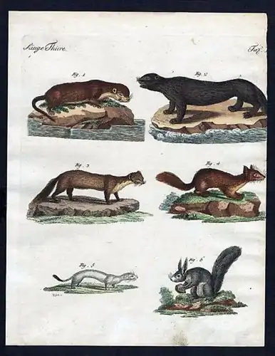 Säuge Thiere IX. - 1) Die Canadische Fischotter. - 2) Die Meerotter. - 3) Der Baum-Marder. - 4) Der Zobel. -