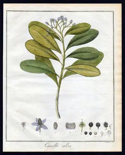 "Canella alba" - Zimt Canella cinnamon Kräuter herbal Kupferstich engraving antique print