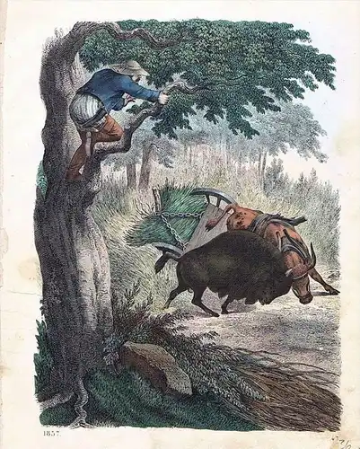 Bison Unfall Bauer Kuh Tiere animals animal Original Lithographie Litho