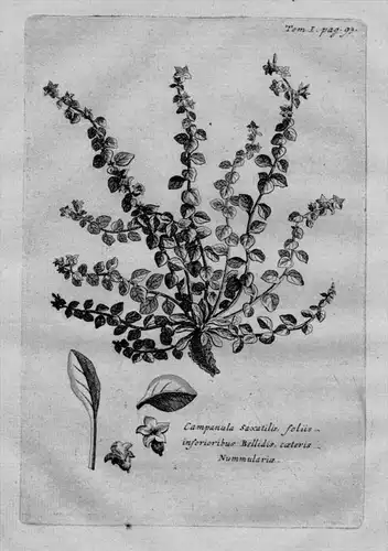 Campanula Saxatilis folüs .. - Glockenblume Campanula Heilkräuter Kräuter / Botanik botanical botany