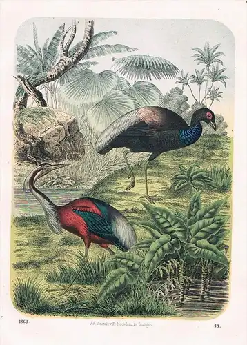 Sumpfvogel Brasilien Urwald Vögel - Lithographie lithography