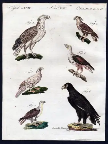 Vögel LXV. - 1) Der mangellanische Geier oder Condor. - 2) Der Geier aus Angola. - 3) Der Hubara oder Kragent