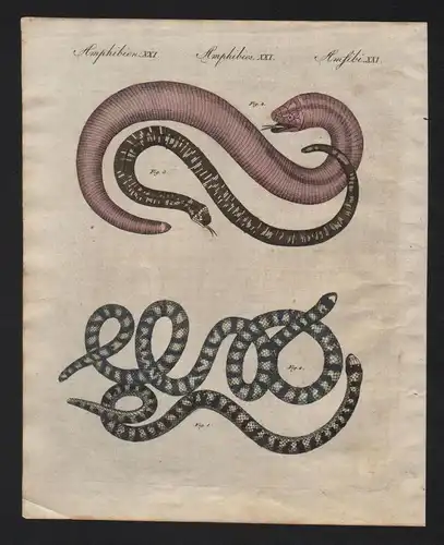 Schlange Schlangen snake snakes Bertuch Kupferstich antique print