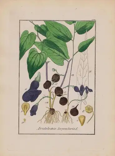 Pfeifenblume Aristolochia Kräuter Heilkräuter herbal herbs Kupferstich