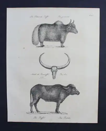 Büffel buffle animal Tiere Inkunabel Lithographie Brodtmann lithograph